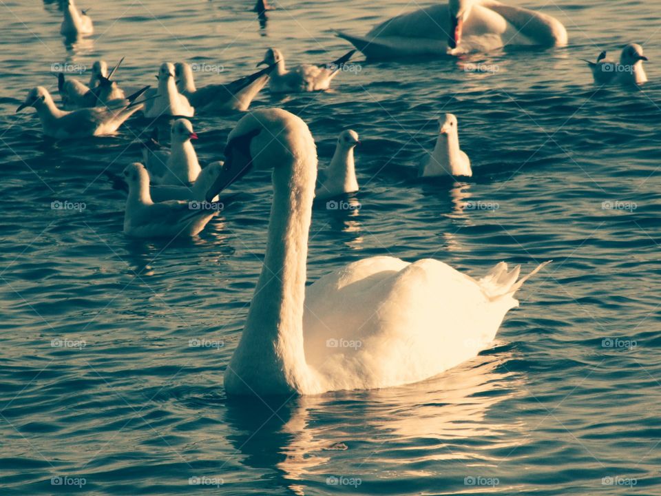 Swans and bird swimming in sea