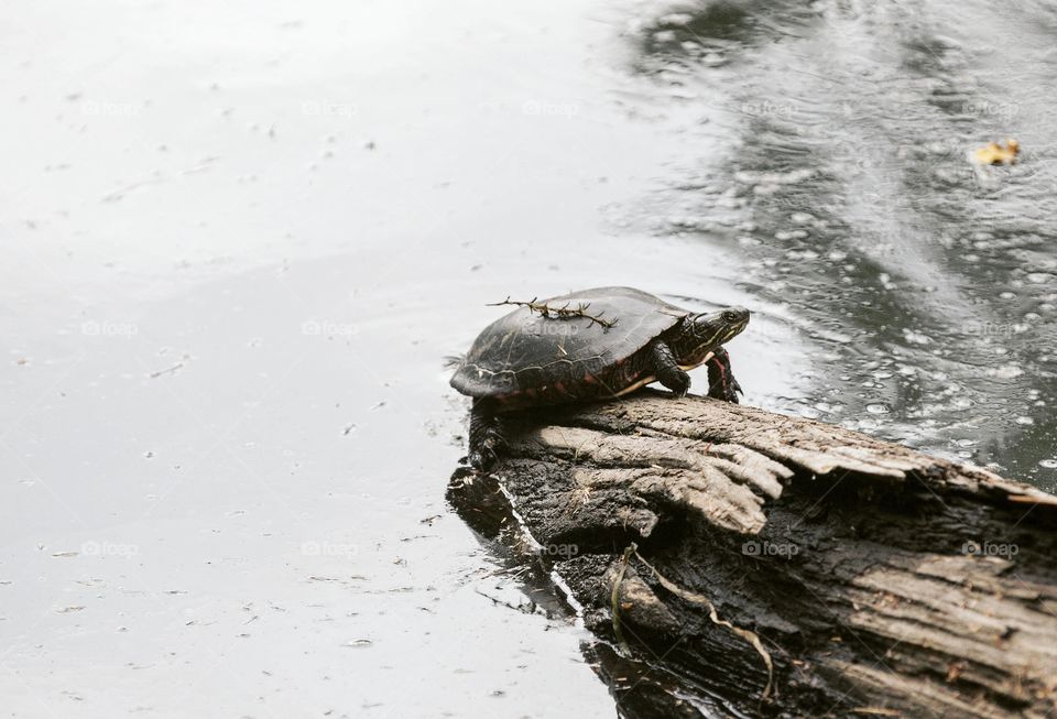 Resting turtle