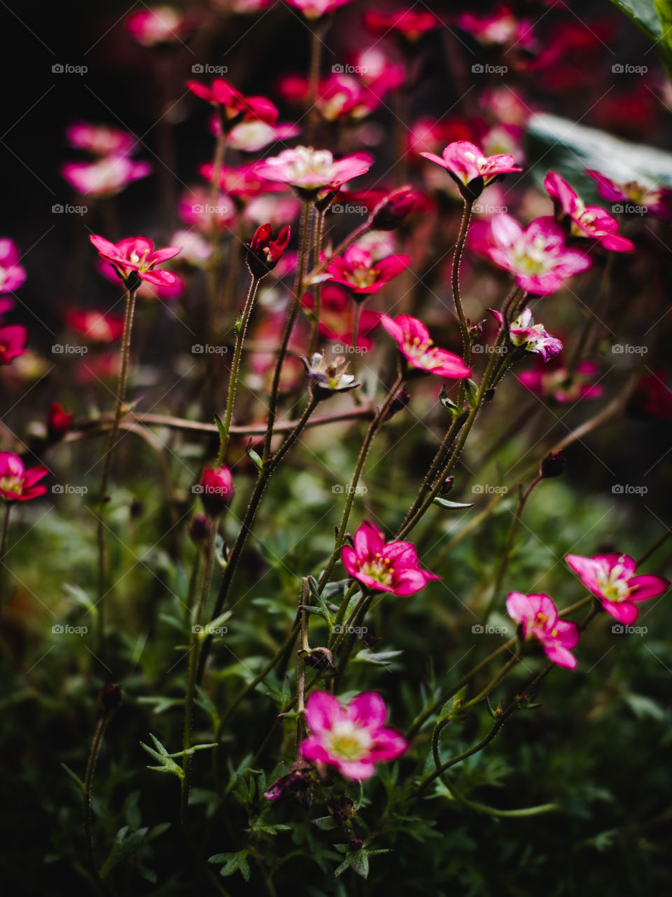 Small pink flowers