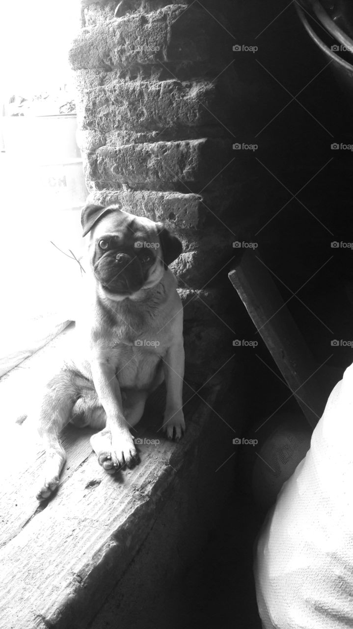 Waiting.
Pug esperando a su dueño, pacientemente con su tierna mirada, en algún pueblito de Guanajuato, el pug se llama Philip