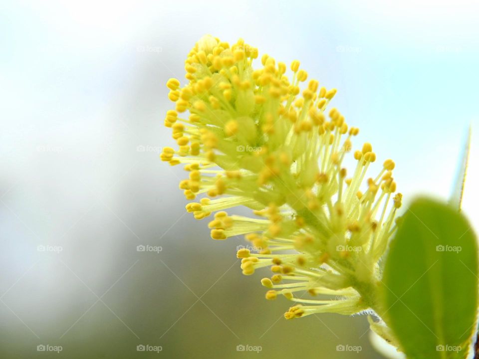 Yellow wildflower