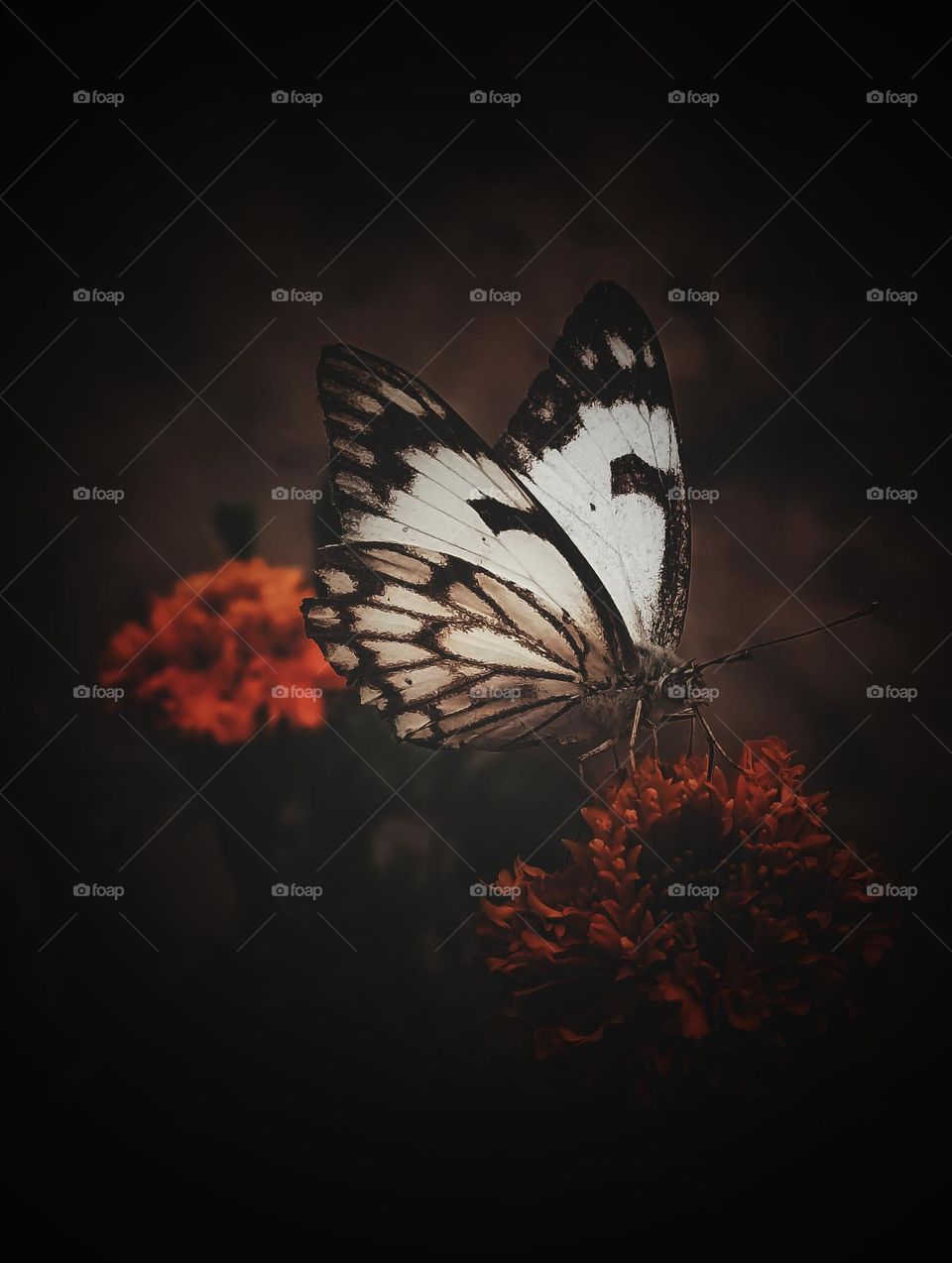 # butterfly# image# one mission