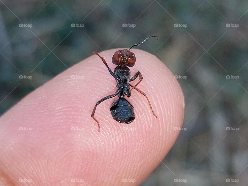 dead body of an insect ant