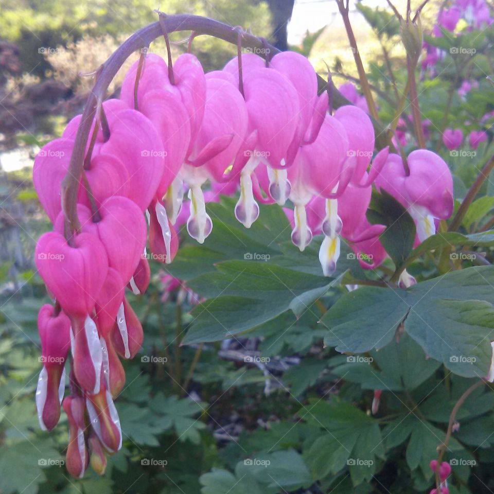 bleeding hearts