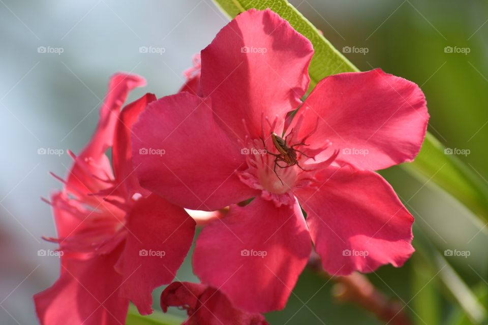Flowers and insects 