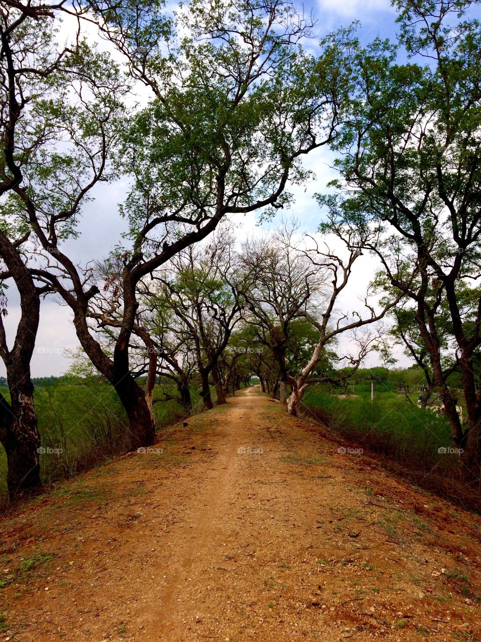 Empty dirt road along with trees