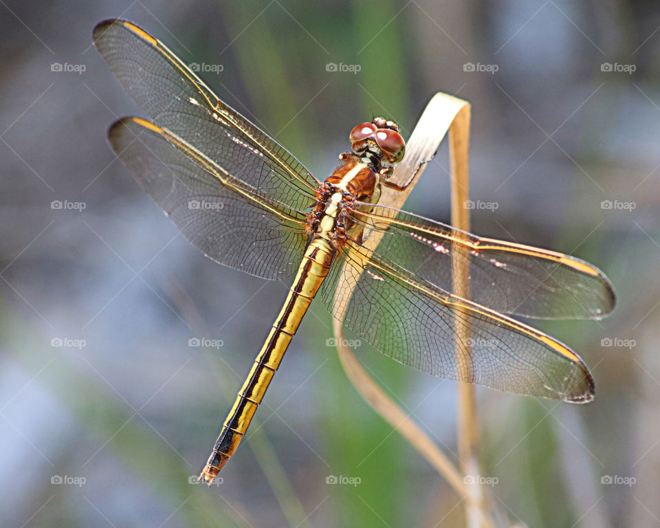 Needhams Skimmer dragonfly