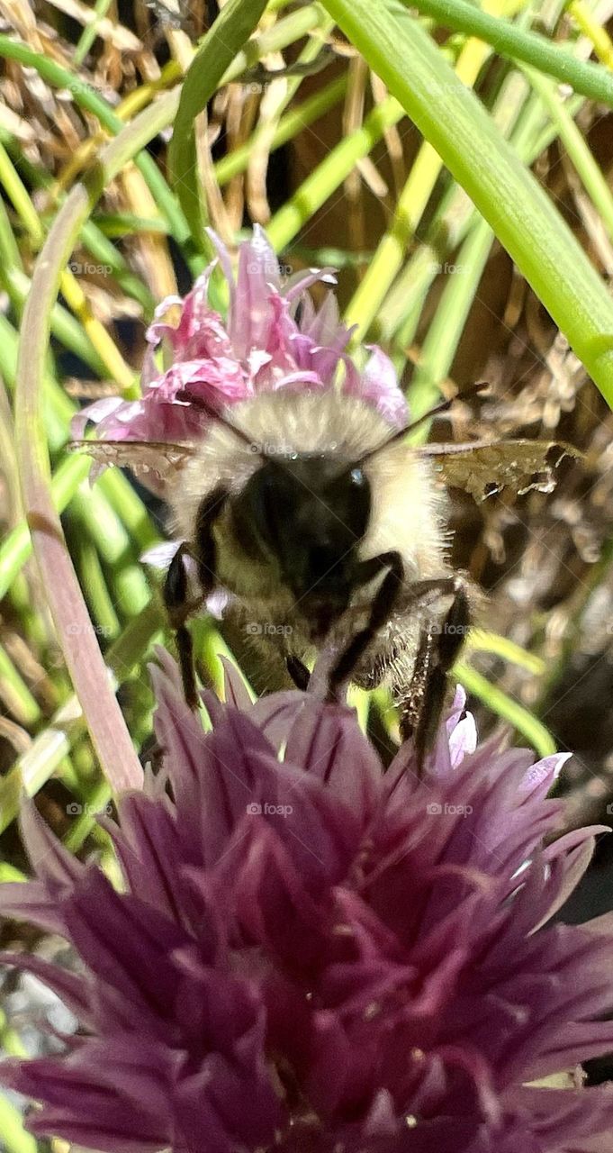 Bee