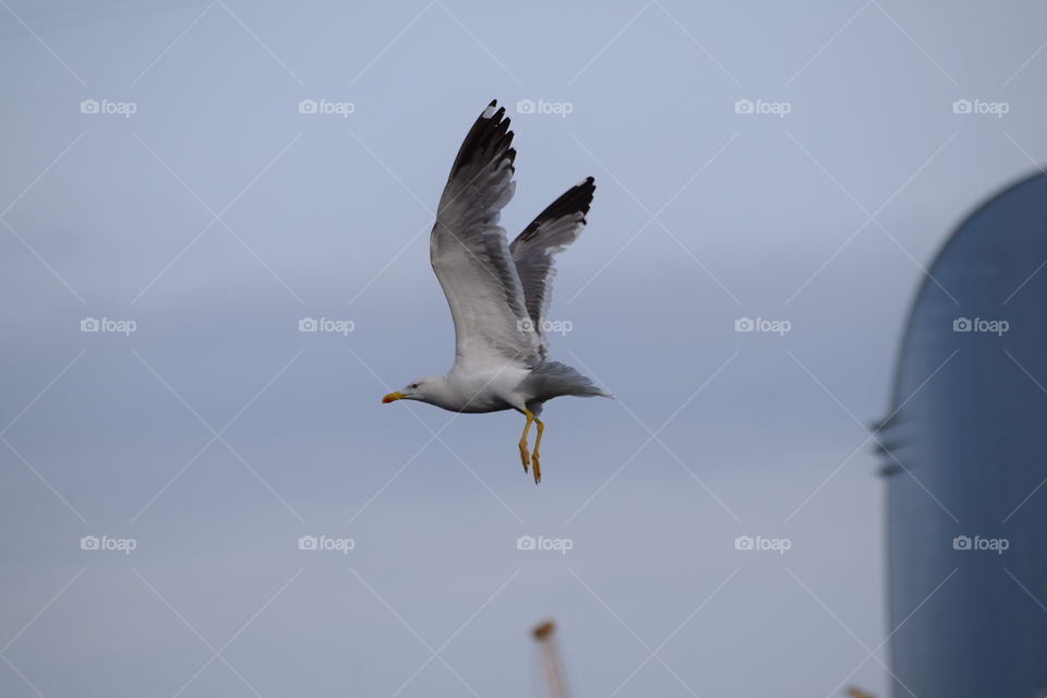 Seagull