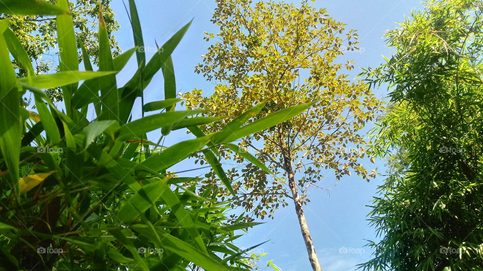 VEGETAÇÃO FOLHAGENS