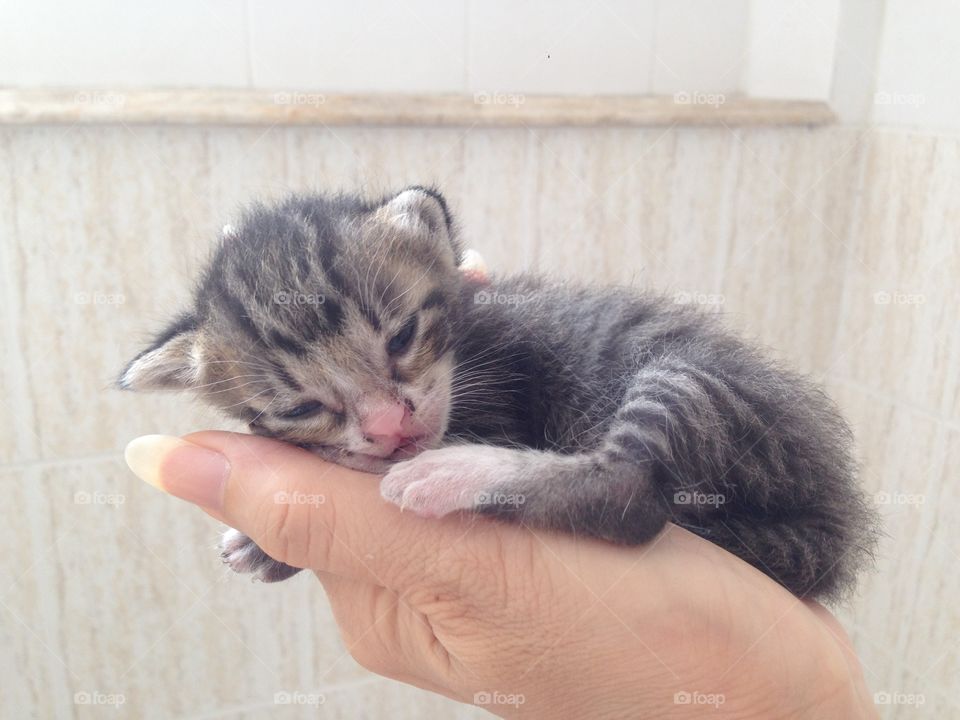 Cute kitten 