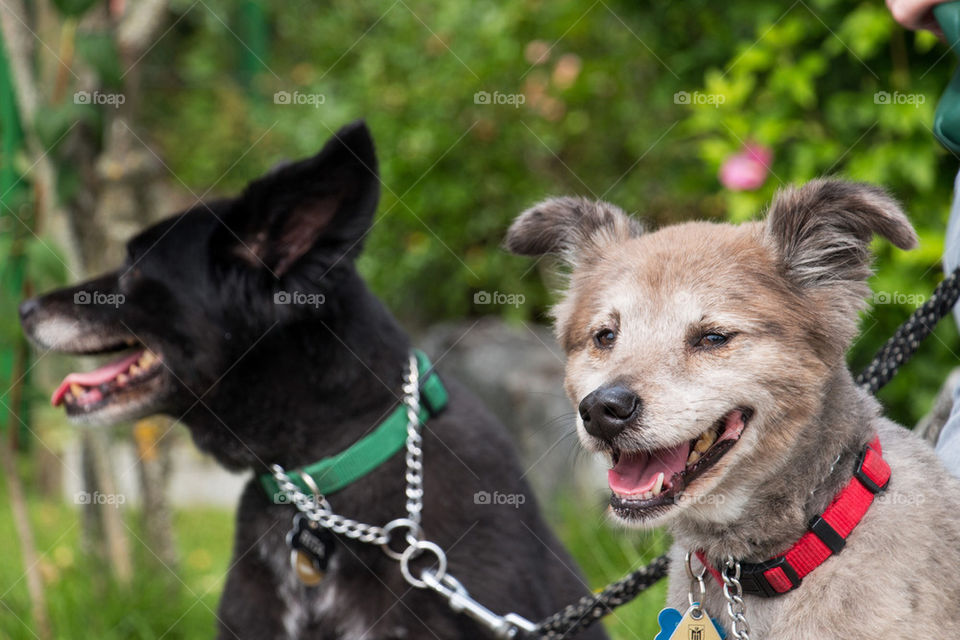 Close-up of two dogs