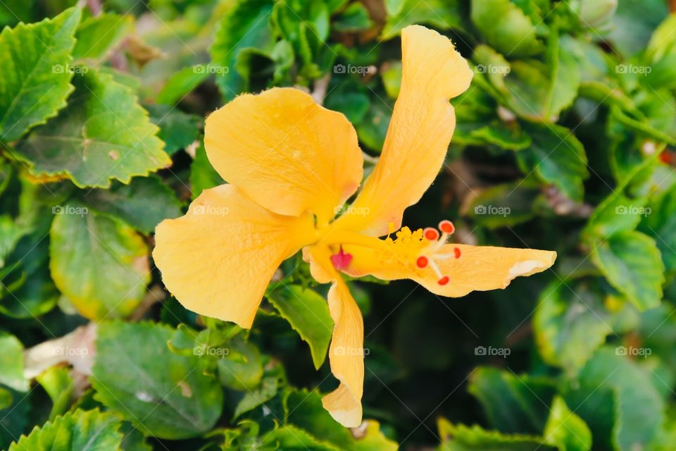 yellow hibiscus  flower 