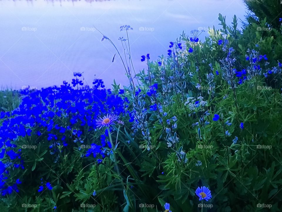 Blue lilies 
