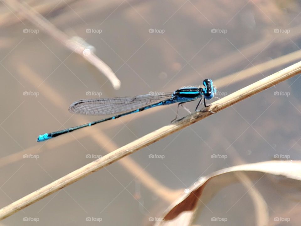 Blue Dragonfly on the river