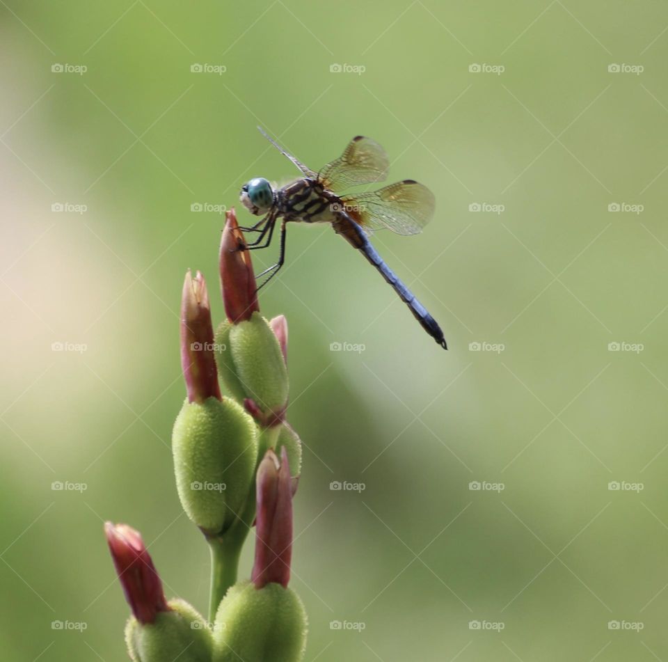 Dragonfly 