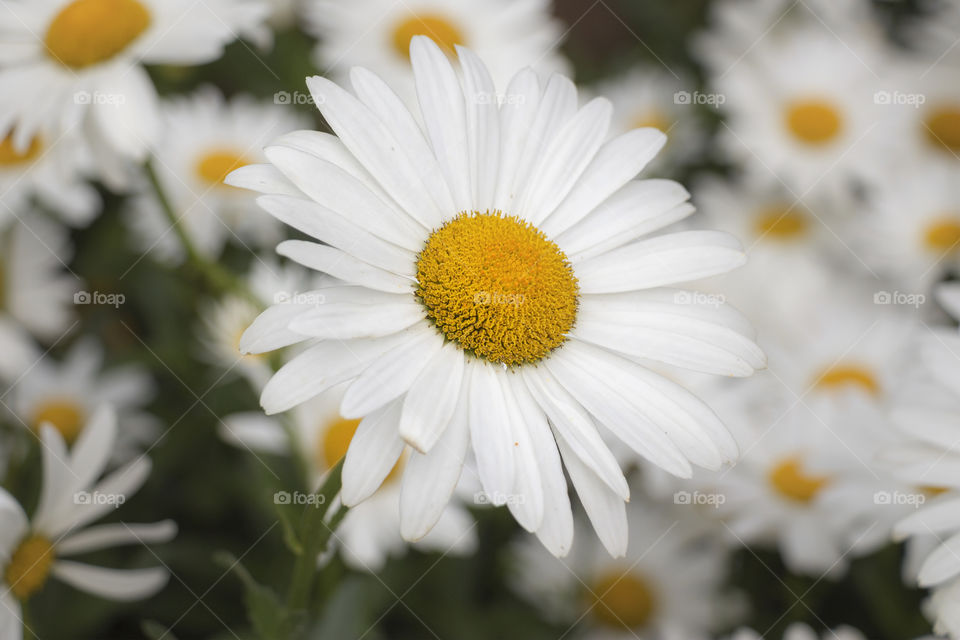 Beautiful withe daisy in the garden 