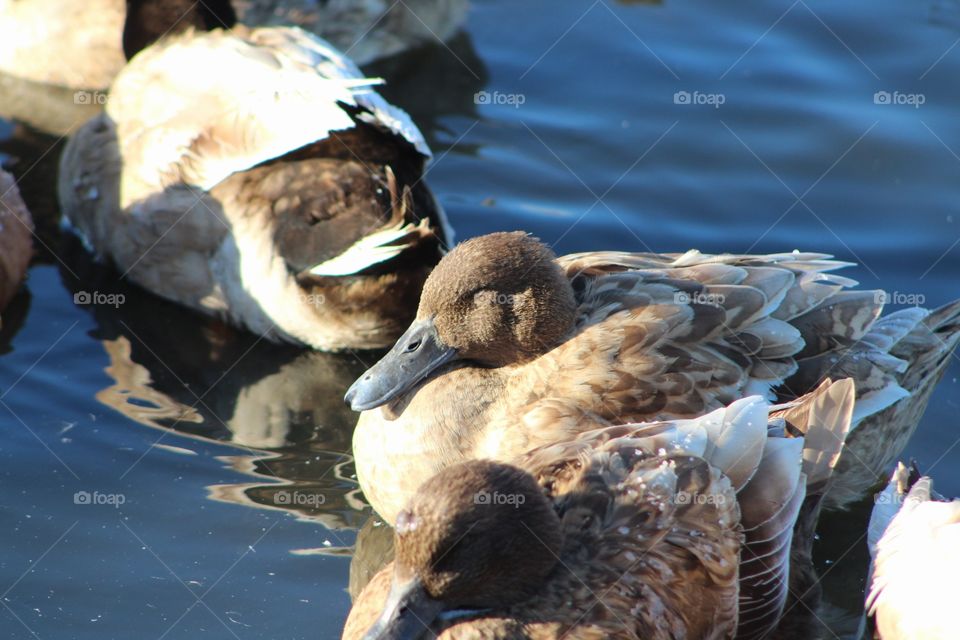 Bird, Duck, Water, Wildlife, Waterfowl