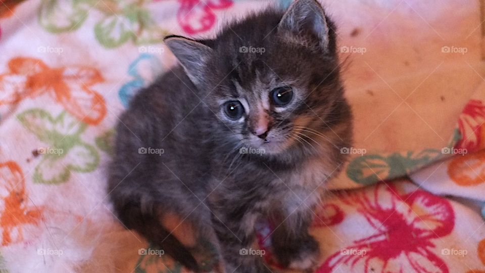 Very Cute kitten