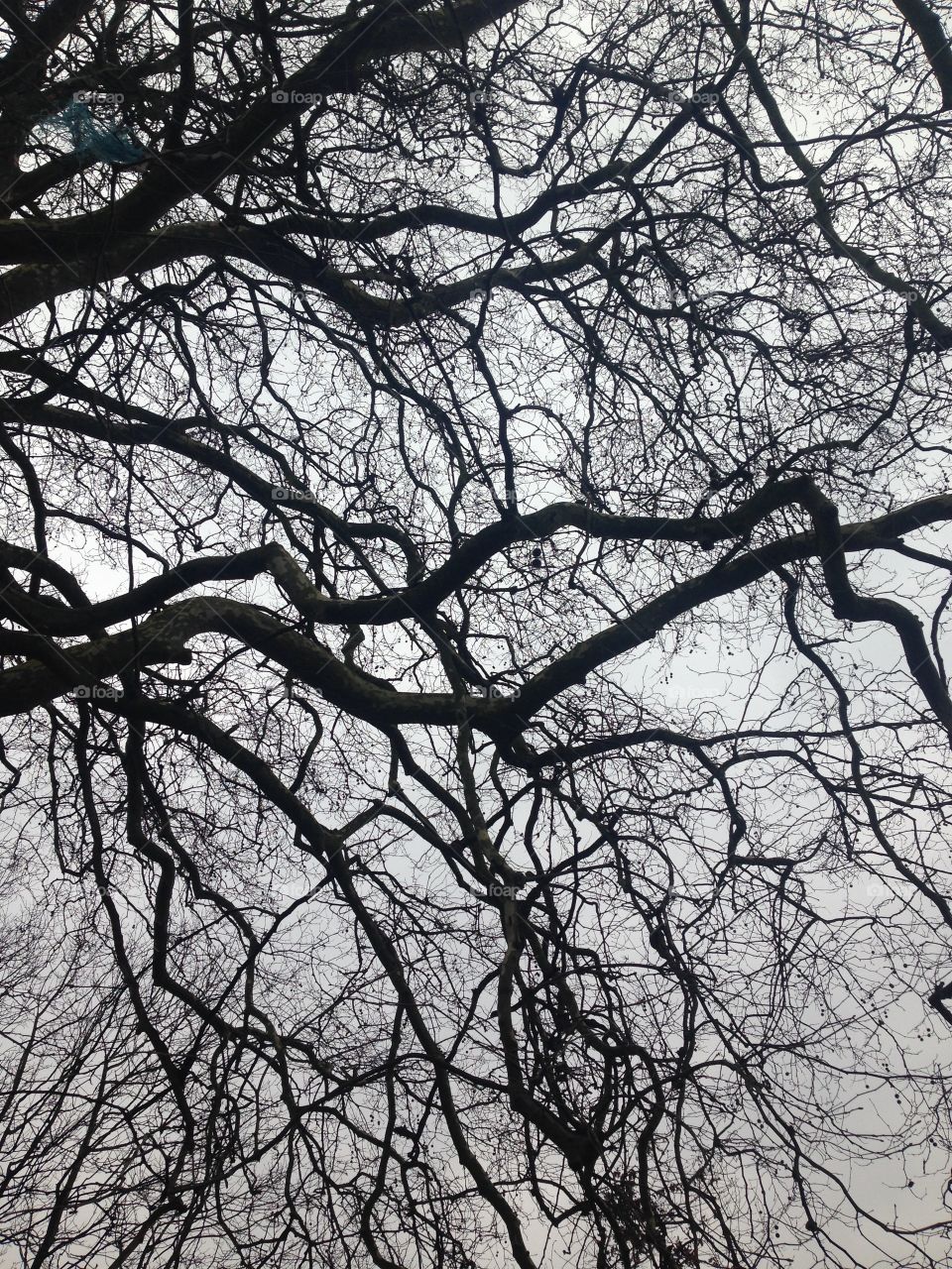 Wood tree branch reflection 