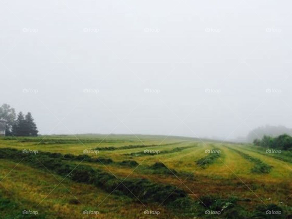 Hay rows