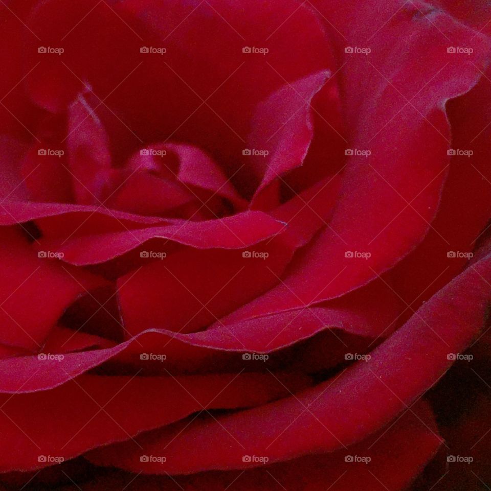 Closeup of a Taboo tea rose