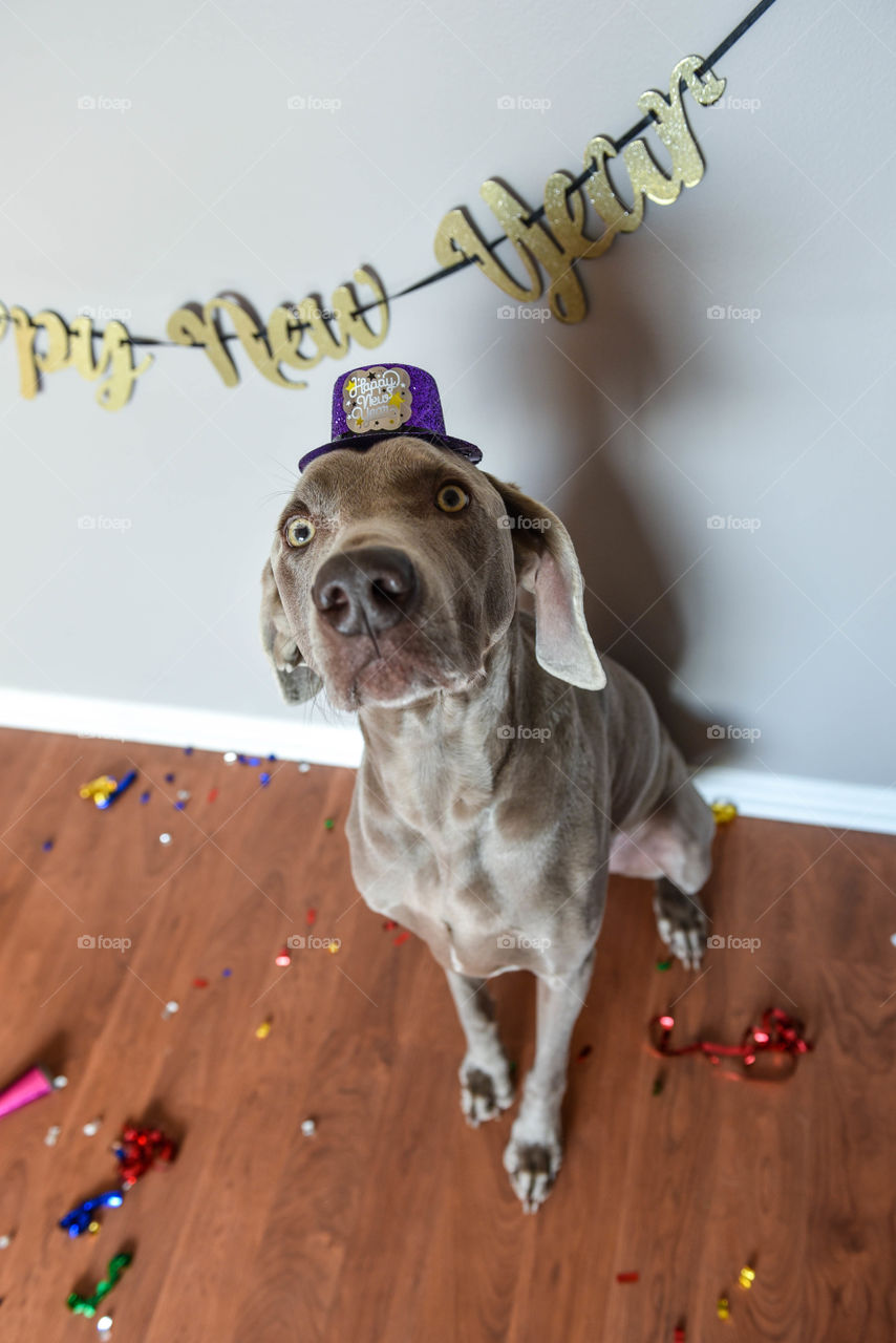 Weimaraner dog celebrating the New Year