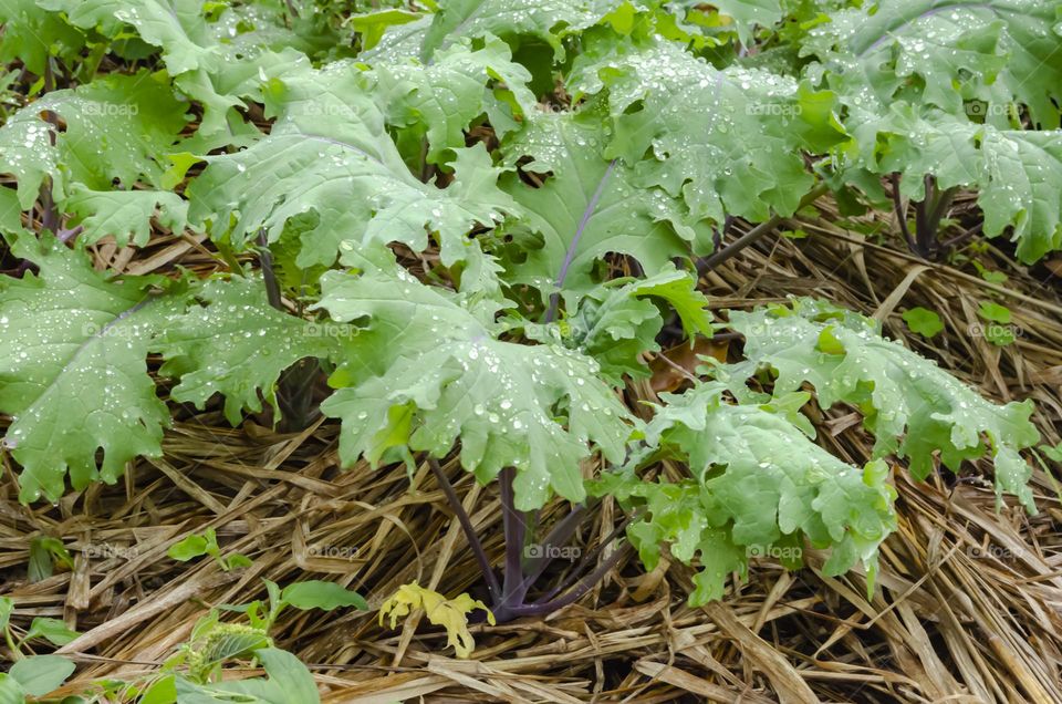 Kale Garden