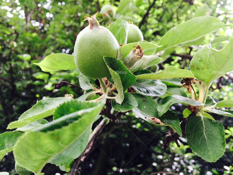 Growing apples