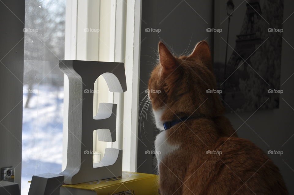 Cat looking how cold it is outside