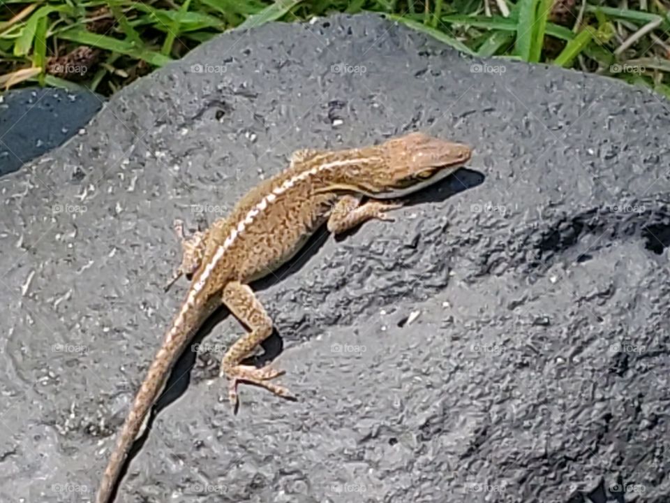 sunbathing lizard