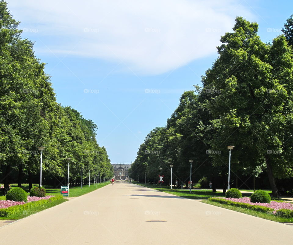 Tree, Road, No Person, Asphalt, Grass