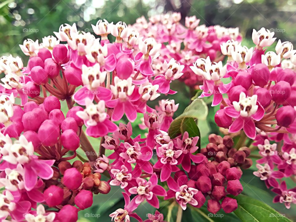 Milkweeds. Love the color