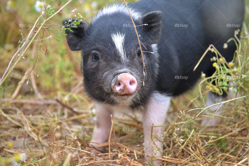 Mammal, Animal, Grass, Cute, Nature