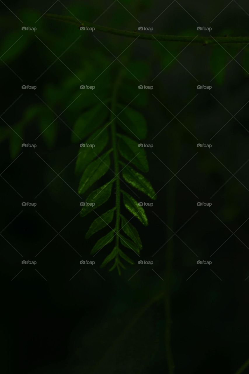 A curry leaf plant my landlady had planted bloomed into a big plant. Couldn't help but capture it's fresh leaves.