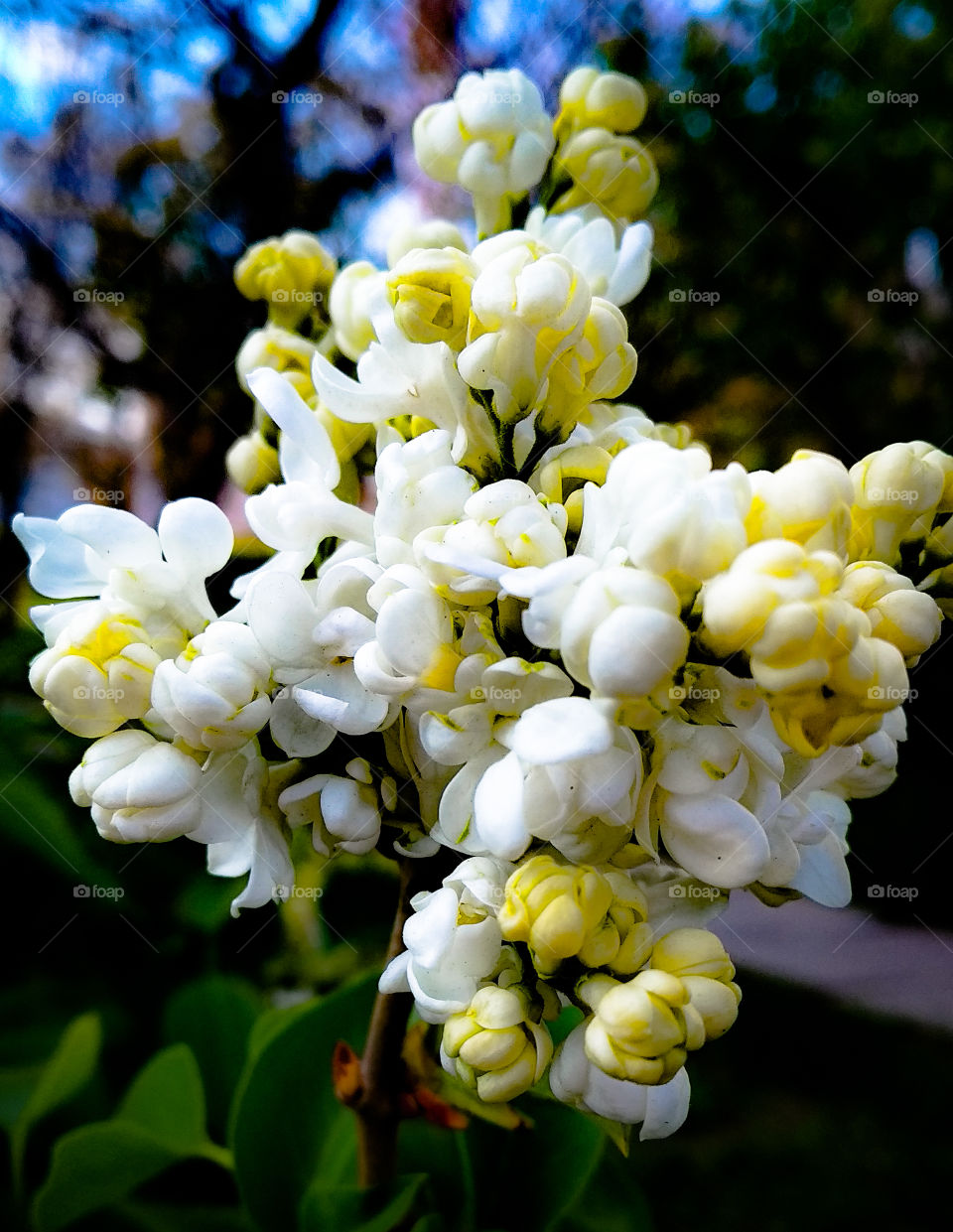 white lilac