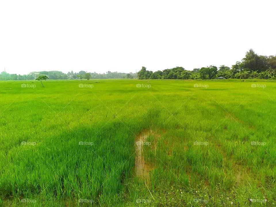 Lovely evening by the side of  the paddy fields