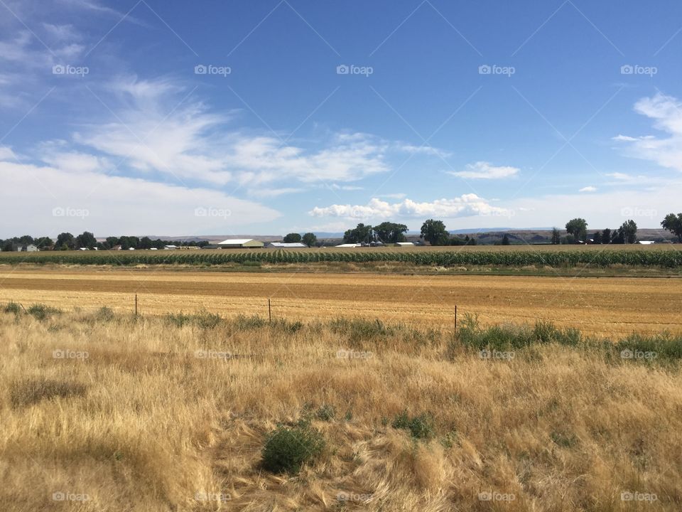 Landscape, No Person, Agriculture, Cropland, Wheat