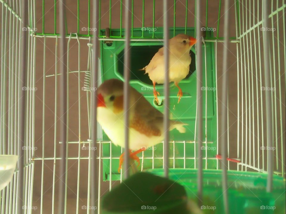  Colored birds inside the cage