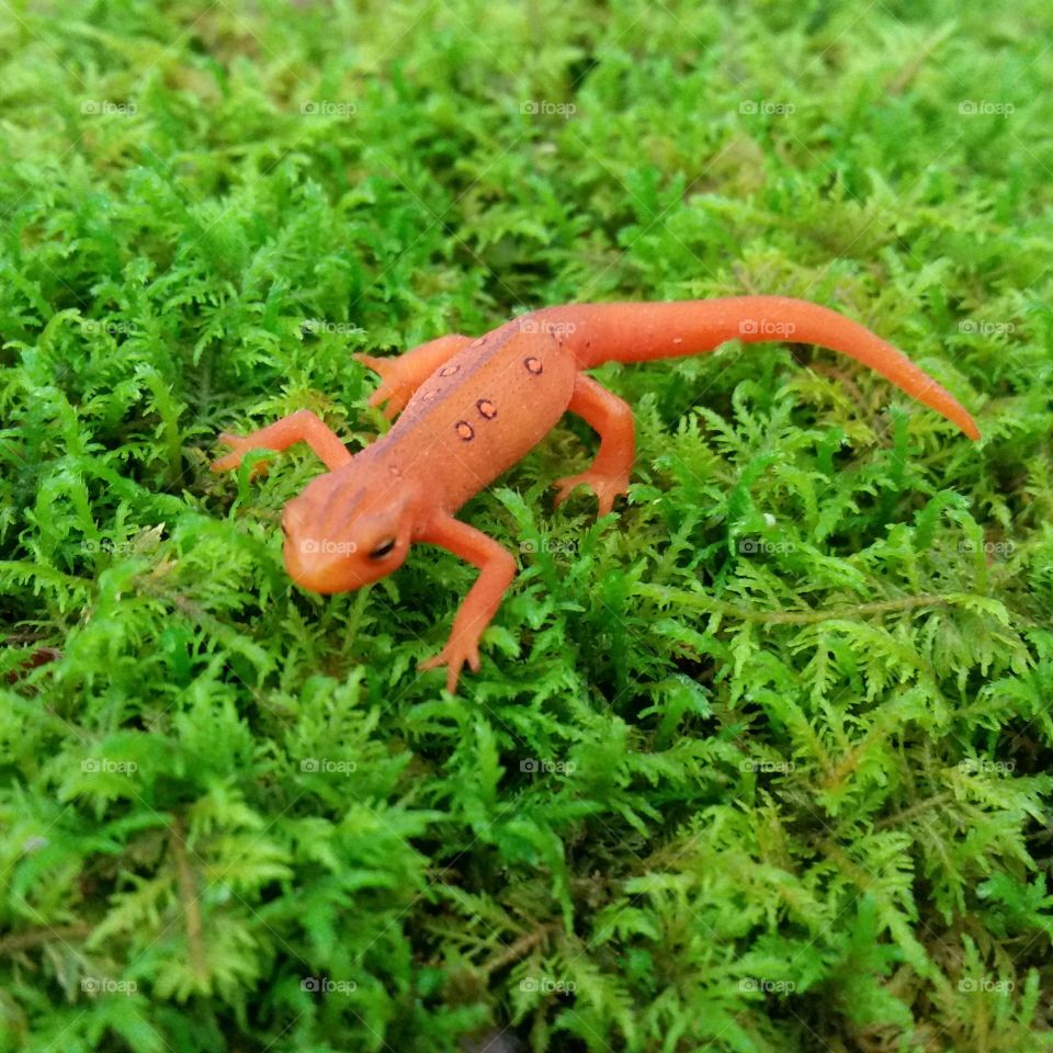 salamander on moss