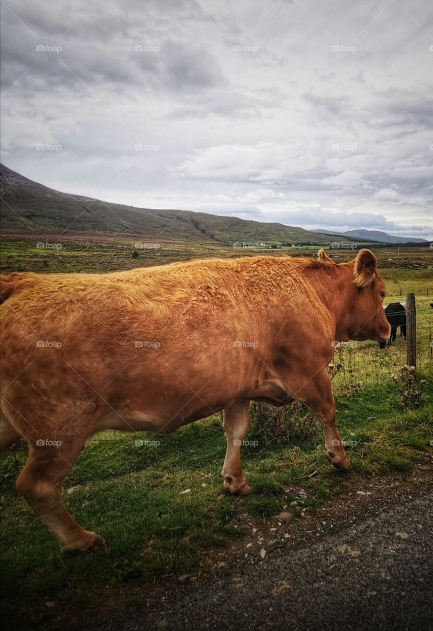Cow taking a walk