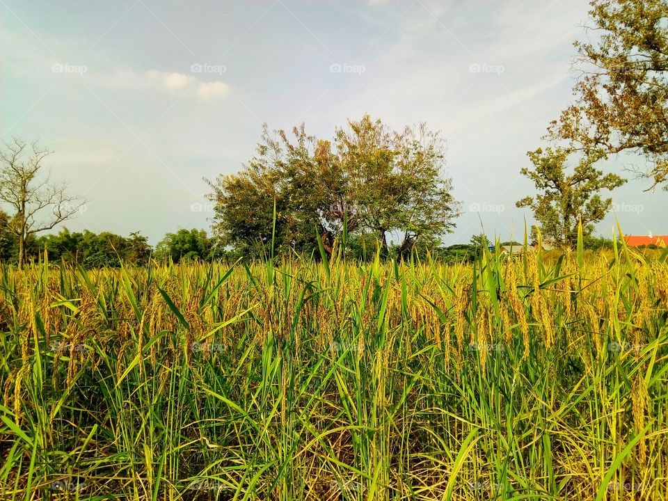 tree,sky,farmland,rice field