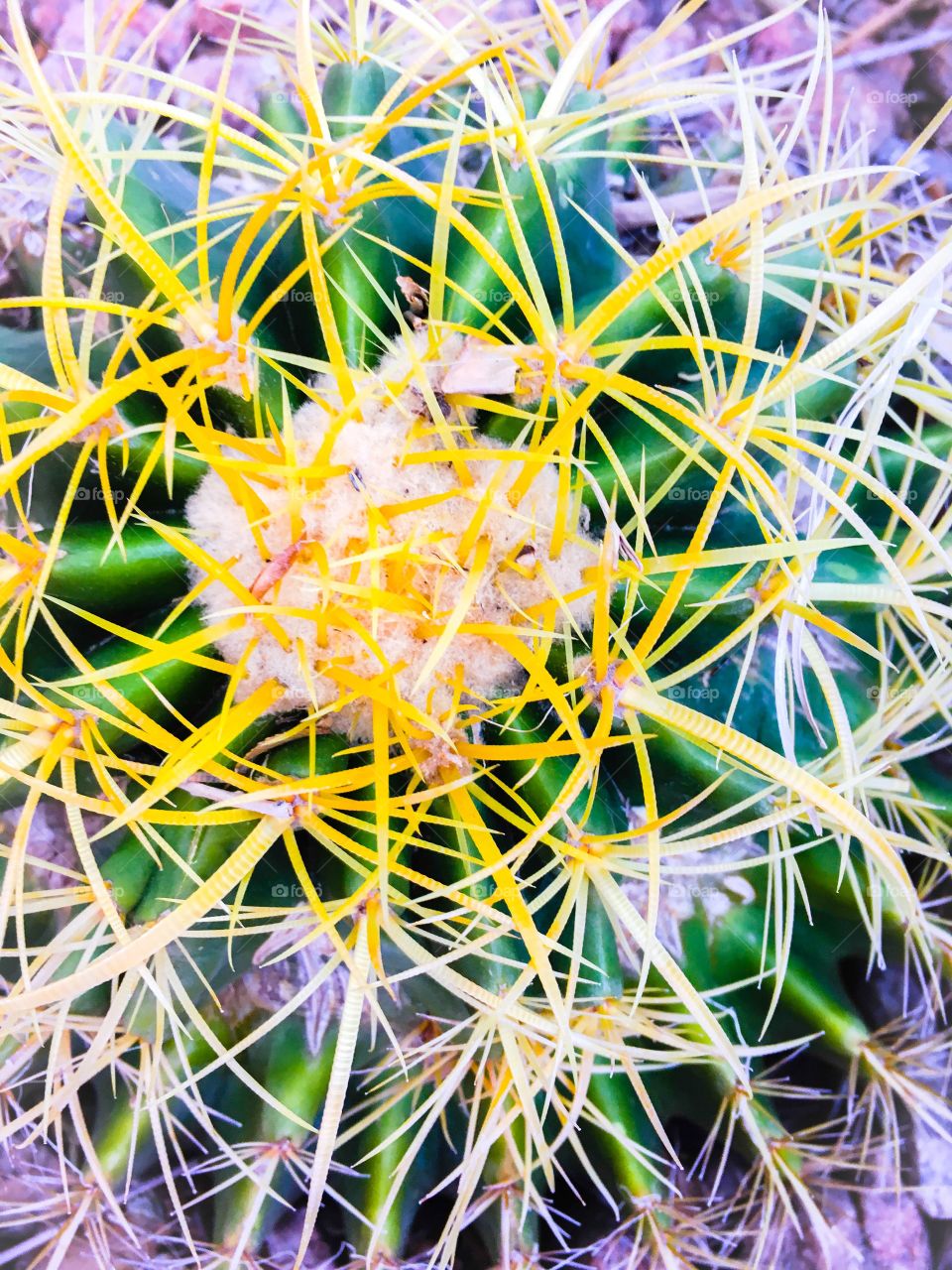 Extreme close-up of cactus plant