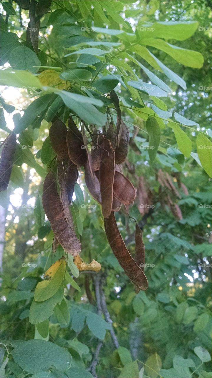 treepod