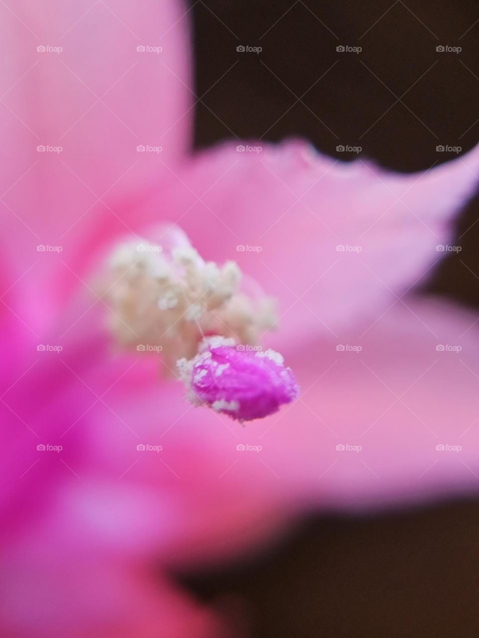 "Pastel pink blur."  A False Christmas cactus or Schlumbergera truncata in an artistic photo where the focus is on stamen and anther.  Beautiful pink against a dark background.