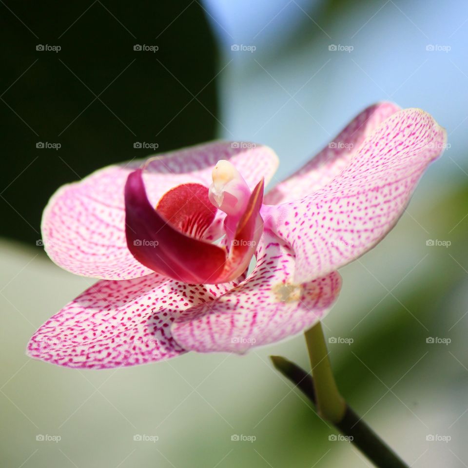 A beautiful exotic spotted orchid showing how beautiful nature can be 