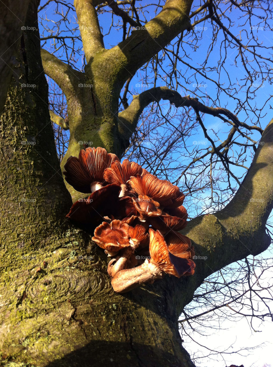 norwich norfolk uk tree autumn fungus by PollyWiggle