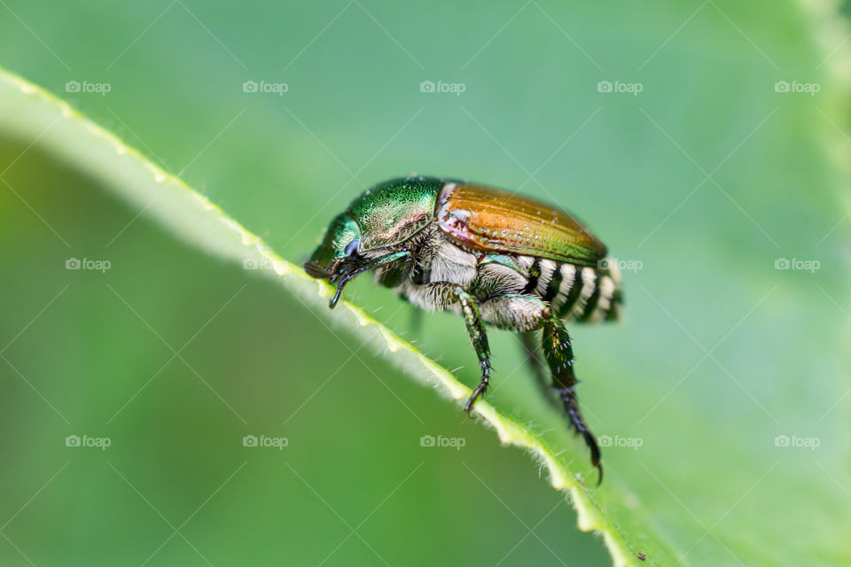Japanese Beetle in a Leaf Up Close Macro 3