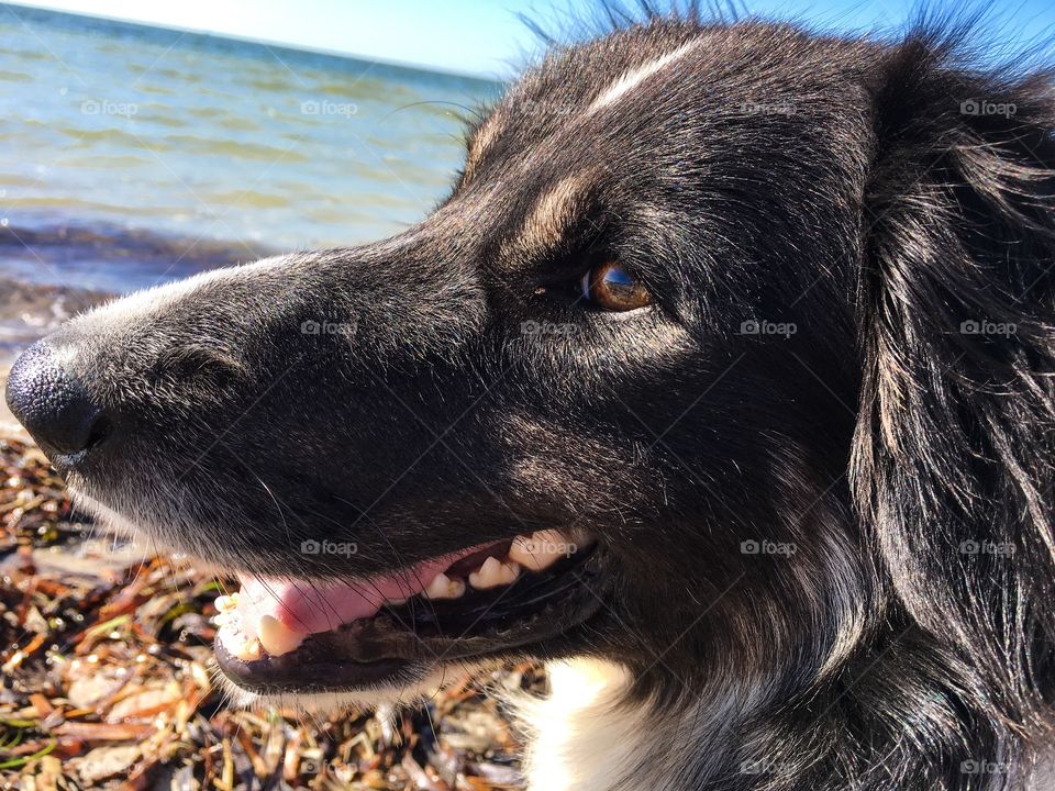 Dog smiling on south Australia beach border collie sheepdog facing sunrise ocean in background