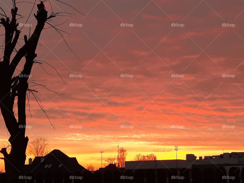 color black - black silhouettes of tree and  houses at orange and red winter sunset